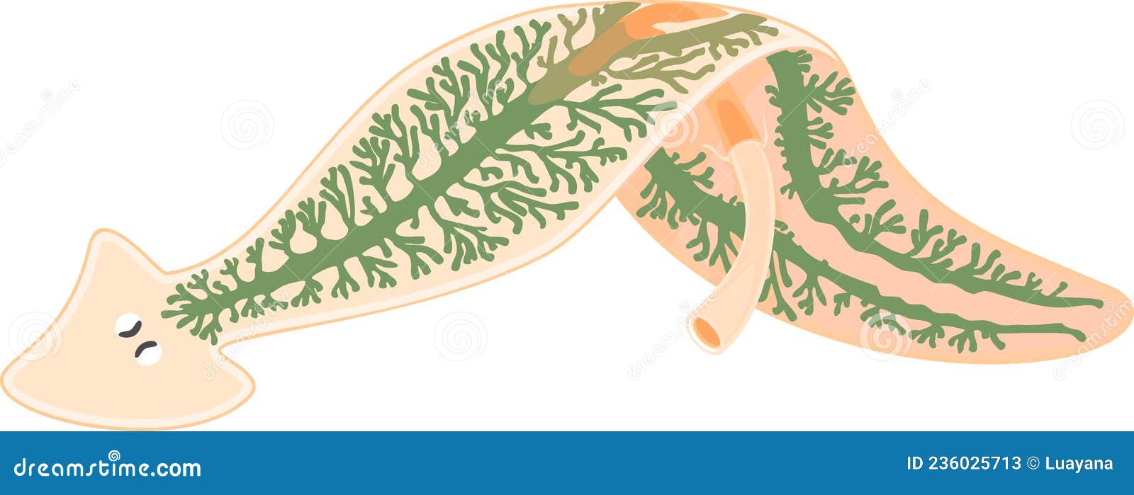 digestive system of planaria flatworm